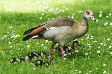 Cute baby ducks