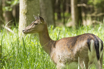 Damhirschkuh II