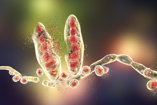 Destruction of fungus Trichophyton mentagrophytes which causes athlete's foot Tinea pedis and scalp ringworm Tinea capitus. 3D illustration. Concept for antifungal treatment