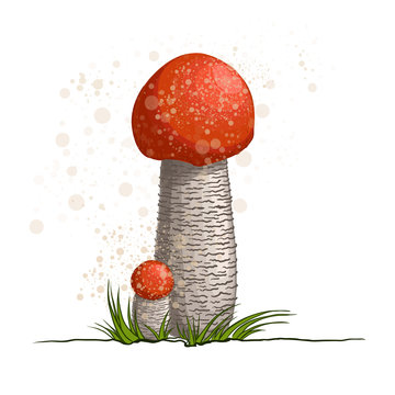 Vector illustration of mushroom.