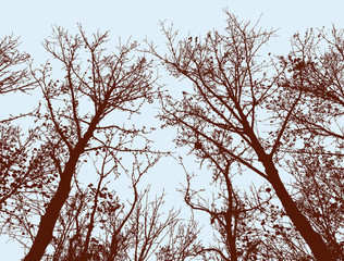 trees silhouettes of the fall forest
