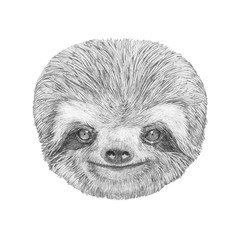 Portrait of Sloth. Hand-drawn illustration. © Victoria Novak