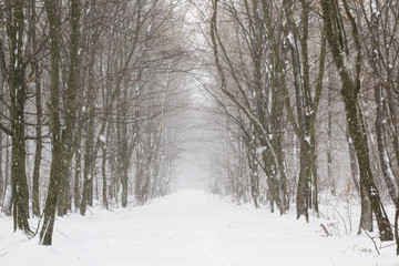 Beautiful snowfall in white forest before Christmas