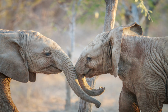 Two Elephants playing.
