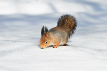 cute fluffy red squirrel seeking seeds on the white snow in winter Park