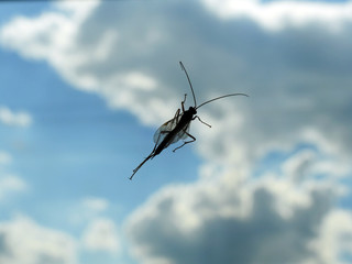 Insect on a background of blue sky