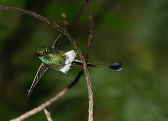 Booted Racket-tail Hummingbird