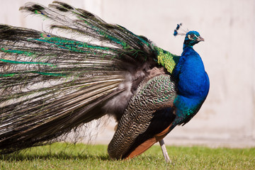Obraz premium Deep blue peacock showing off in Warsaw Lazienki park during lat
