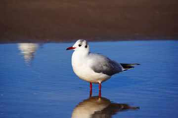 Seagull standing in the water