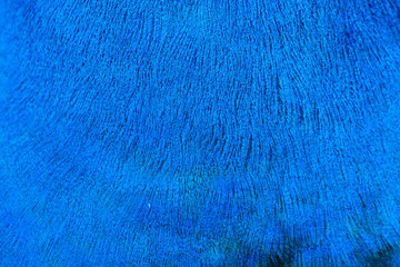 Deep blue peacock's feather texture - 127842591