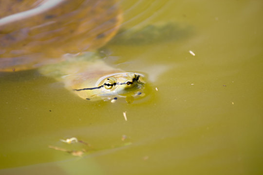 Details of a turtle swimming at a lake