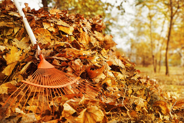 Fan rake and pile of fallen leaves in autumn park, close up view - obrazy, fototapety, plakaty