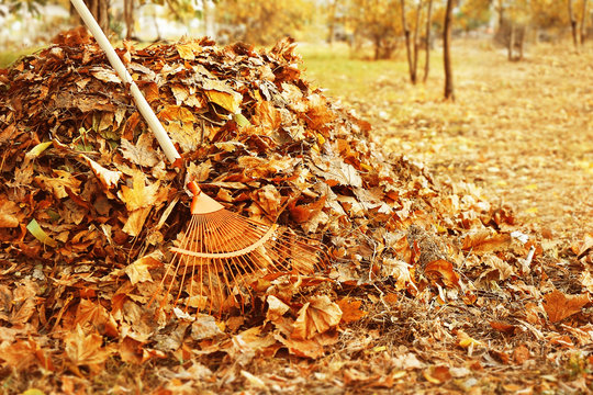Fan rake and pile of fallen leaves in autumn park