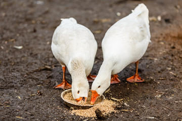 Два белых гуся клюют зерно © vasilaleksandrov