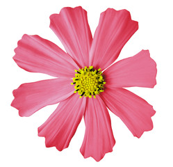 light pink flower  kosmeya, white isolated background with clipping path. Closeup. no shadows. yellow mid. Nature.