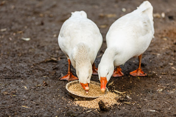 Два белых гуся клюют зерно © vasilaleksandrov