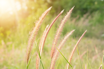 Fototapeta na wymiar Closeup grass during sunset