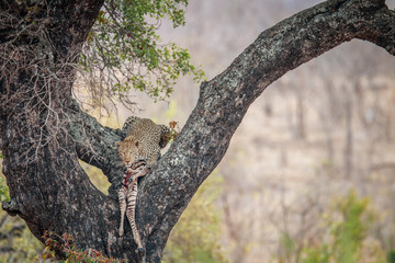 Leopard in a tree with a Zebra kill.