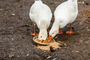 Два белых гуся клюют зерно © vasilaleksandrov