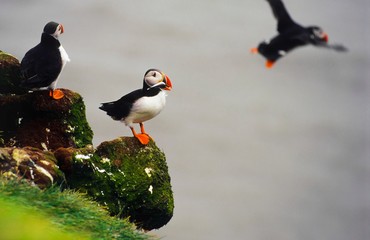 Papageitaucher/ Puffin (Fratercula arctica) steht  auf Felsen, Sandaal im Schnabel, Steilküste, Reynisfjall, Vík í Mýrdal, Suðurland, Island, Europa 