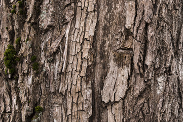 bark with moss