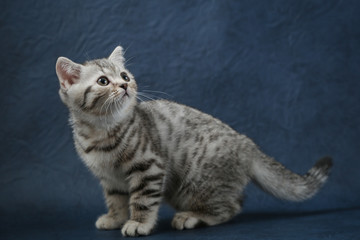 Obraz premium Portrait of Scottish Straight cat on dark blue background