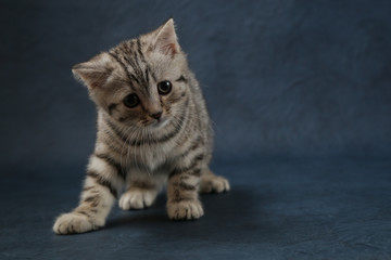 Portrait of Scottish Straight cat on dark blue background