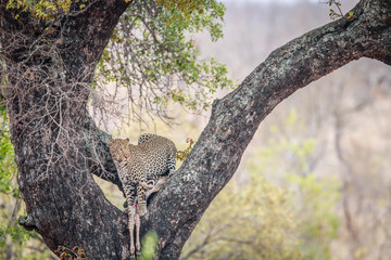 Leopard in a tree with a Zebra kill.