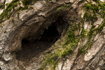 Cave in tree