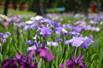 Purple Iris Field in Bloom, Japan