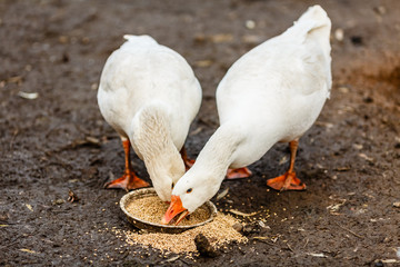 Два белых гуся клюют зерно © vasilaleksandrov