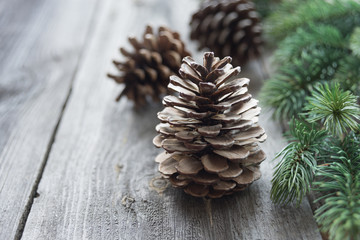 Pine cones and spruce branches