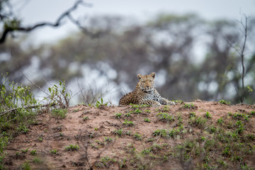 Leopard laying on a termite mount.