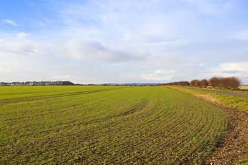 yorkshire wolds wheat crop
