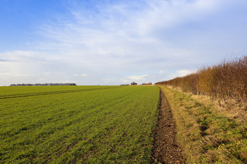 young green wheat crop