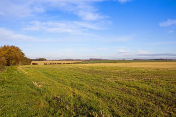 Naklejka premium autumn agricultural land