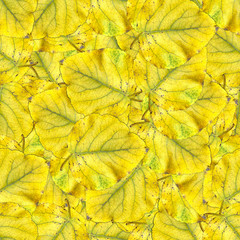 seamless background pattern texture of  huge leaves of poplar