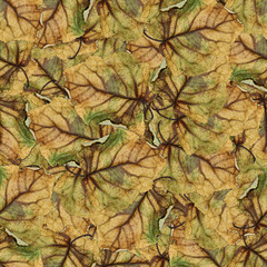 seamless background pattern texture of  huge leaves of poplar