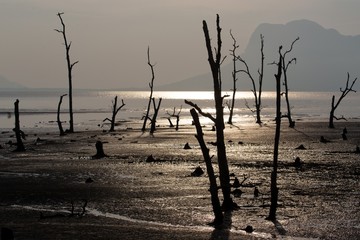 Sunset on a muddy tropical area