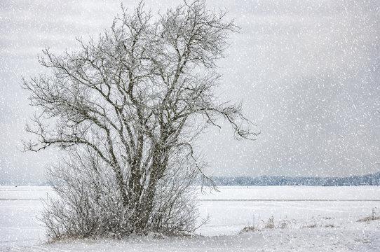 Lonely Tree in Winter