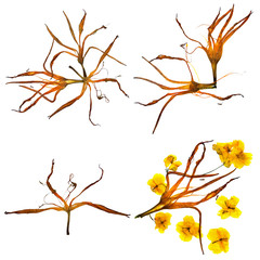 bizarre lily petals and pressed geranium