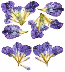 application of  pressed multicolored iris
