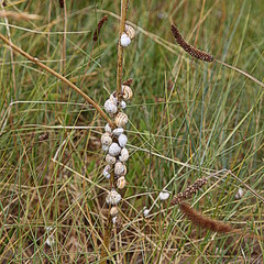 Escargots des dunes.