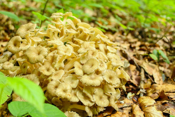 mushrooms in the forest. Grifola frondosa 