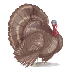 Turkey. Happy Thanksgiving Celebration Design. Сolorful sketch style hand drawn. Vector illustration isolated on white.