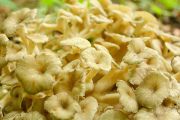 mushrooms in the forest. Grifola frondosa 