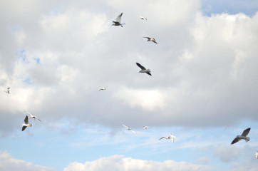 gulls in the sky with gray clouds