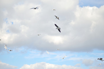 gulls in the sky with gray clouds