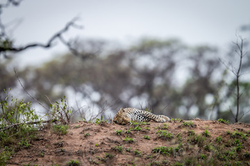 Leopard laying on a termite mount.
