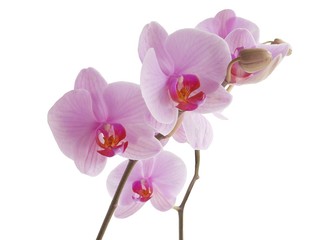 Naklejka na ściany i meble pink and purple orchid close up
